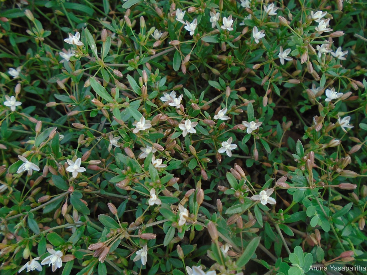 Glinus oppositifolius (L.) Aug.DC.